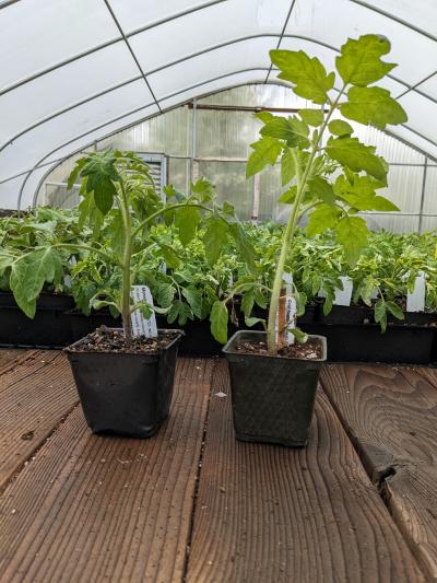 healthy tomato plants in greenhouse