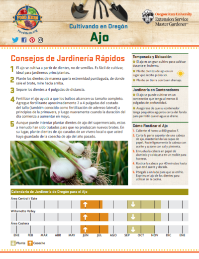 ajo consejos de jardineria