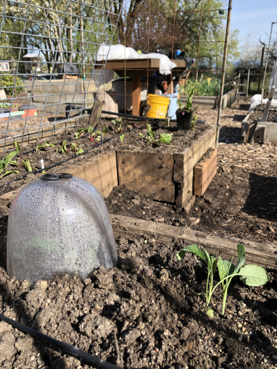 covering plants