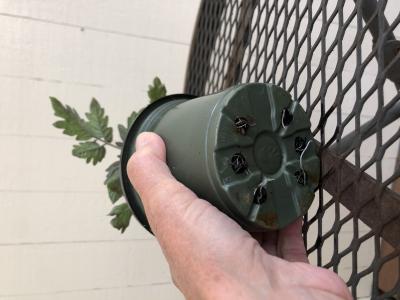 roots showing in bottom of pot with tomato lant