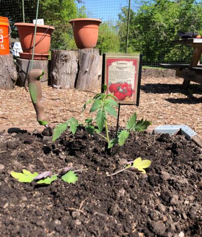 tomato seedling planted in raised bed, gardening trowel, pots and fertilizer