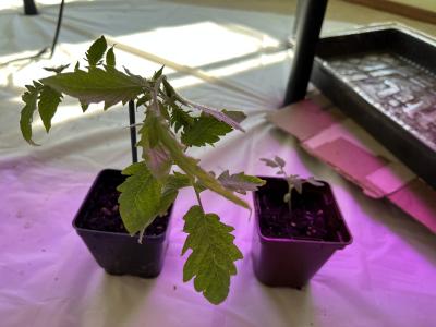 unwatered wilted tomato seedling in pot under growlight