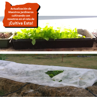 Tips-growing-lettuce