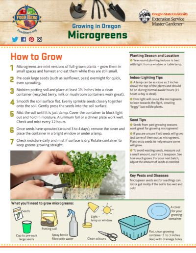 growing microgreens