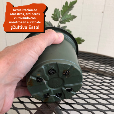 roots showing in bottom of pot with tomato plant