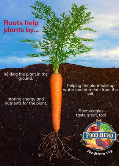 How roots help plants