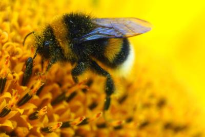 Sunflowers offer bees lots of pollen and nectar