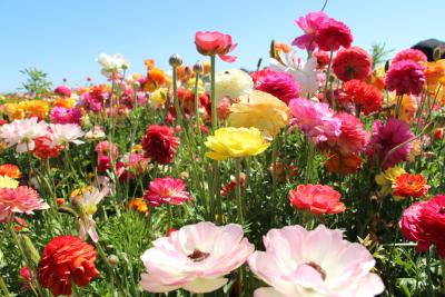 Summer flowers