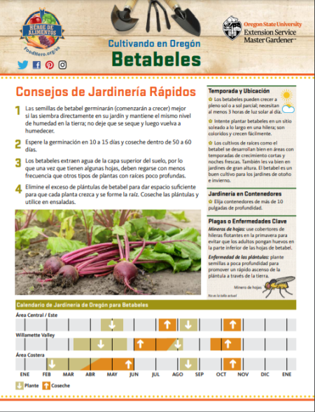 betabeles jardineria