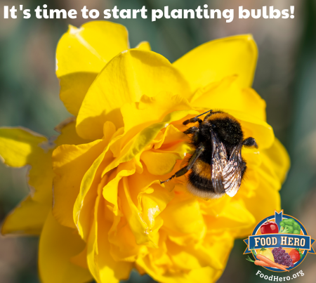 time to start planting bulbs