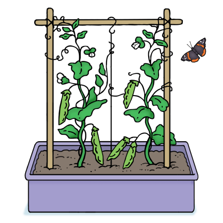 Peas growing on a trellis