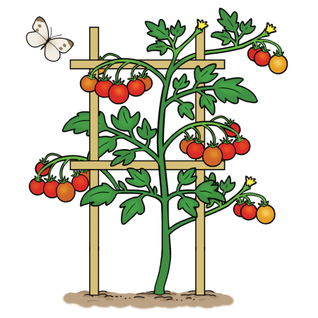 Tomato plant growing on a trellis