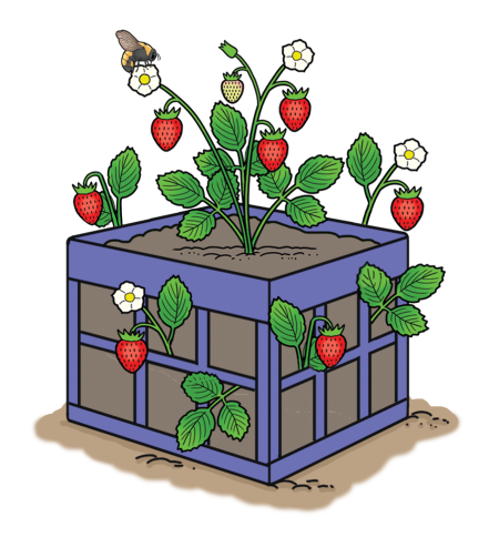 Strawberries growing in a container