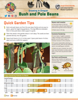 Beans Gardening PDF 