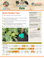 Growing Kale in Oregon 