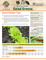 Salad Greens Gardening 