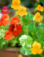 Nasturtiums in a container 