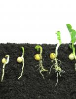 Germination of a pea - seed to sprout