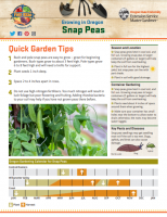 Snap Peas Gardening 