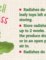 storing radishes 