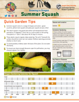 Summer Squash Gardening 