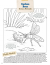 Cuckoo Bee 