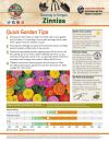 How to grow zinnias