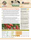 Cómo cultivar los tomates