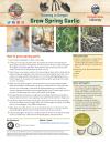 Spring Garlic - Garden Tips