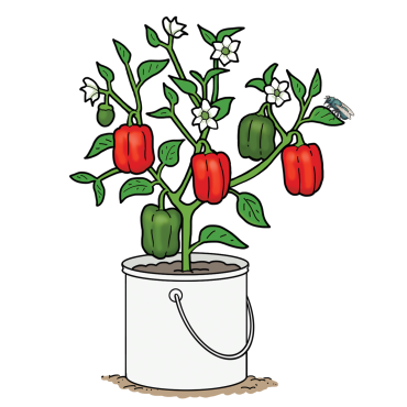 Pepper plant growing in a container
