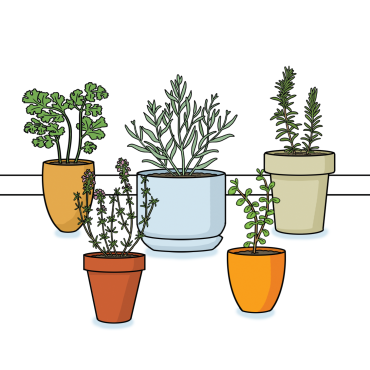 Herbs growing in pots