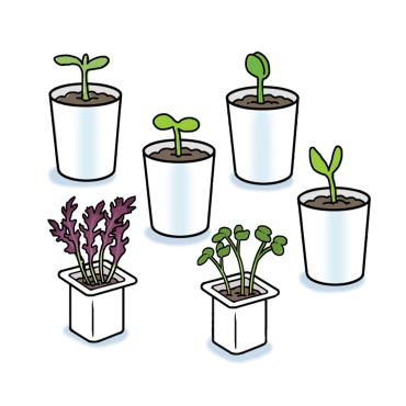 Vegetable seedlings growing in pots