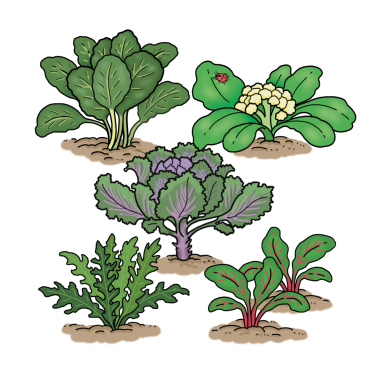 Kale, chard, spinach and cauliflower growing in a garden