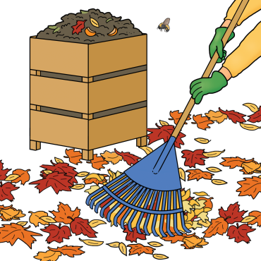 Raking leaves that have fallen to the ground and adding to compost container