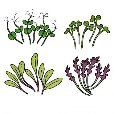 Drawing of four different types of microgreens