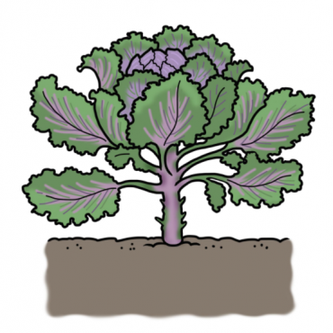 Dibujo de una planta de col rizada con hojas de color morado y verde que crecen en el suelo