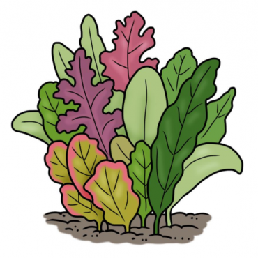 Dibujo de diferentes tipos de lechuga que crecen en el suelo