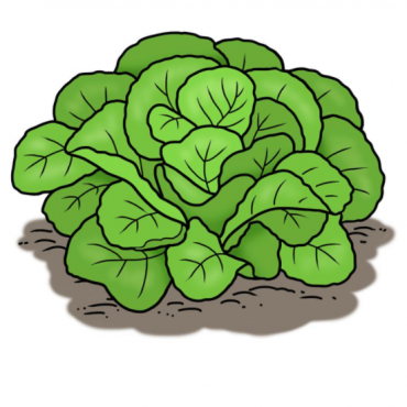 Drawing of green lettuce plant growing in the ground