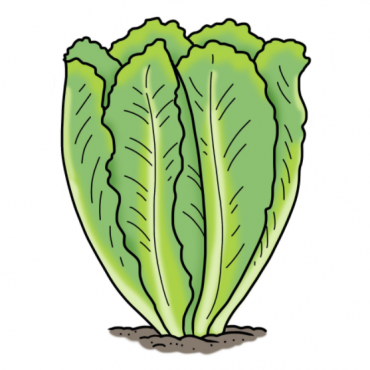 Drawing of green lettuce plant growing in the ground
