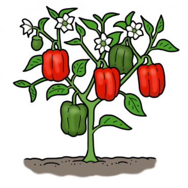 Drawing of pepper plant with red and green peppers