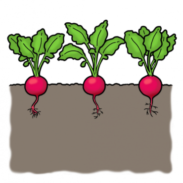 Drawing of radishes growing in the ground with green leaves above ground
