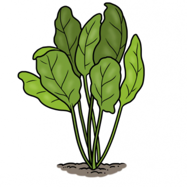 Dibujo de plantas de espinaca verde que crecen en el suelo