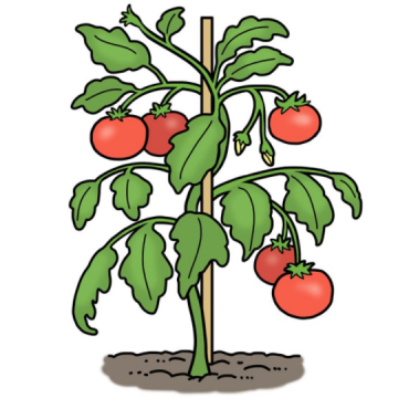 Drawing of tomato plant with tomatoes