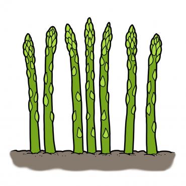 Drawing of green asparagus stalks growing from the ground