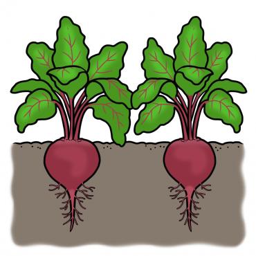 Drawing of beets in ground and greens growing above ground