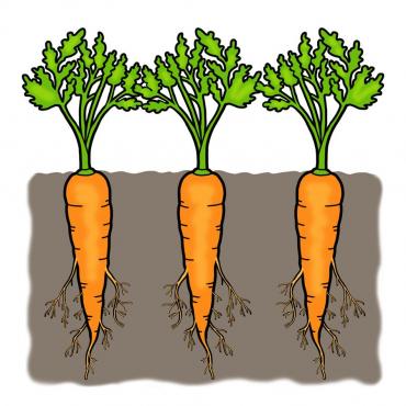 Drawing of growing carrot plants with orange carrots below ground and green leaves above ground