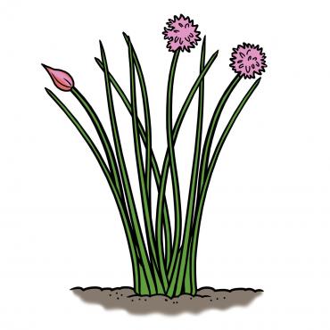 Dibujo de plantas de cebollino con hojas verdes y flores rosadas que crecen en el suelo