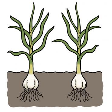 Drawing of growing garlic plants with white bulbs below ground and green leaves above ground