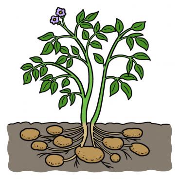 Drawing of potato plant with brown potatoes growing below ground and green leaves and purple flowers above ground