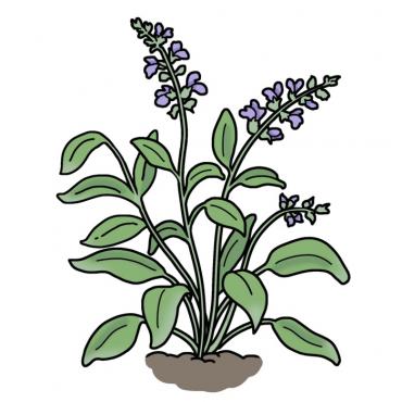 Drawing of sage plant with green leaves and purple flowers growing in the ground